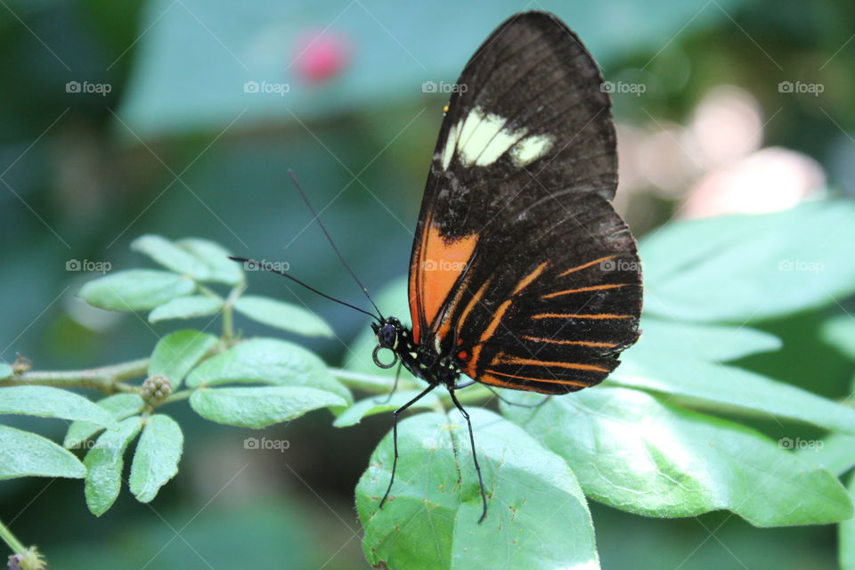 black and red butterfly with curled nose