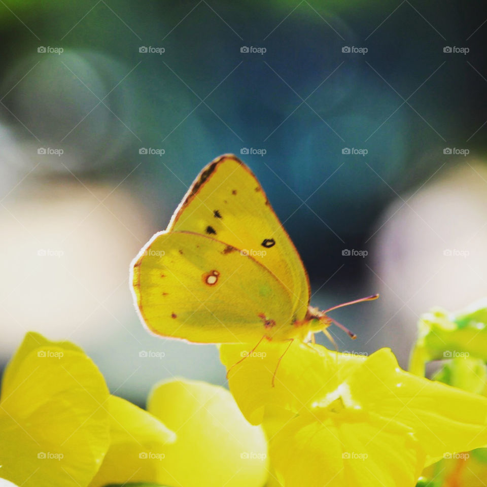 Cloudy Yellow Butterfly 