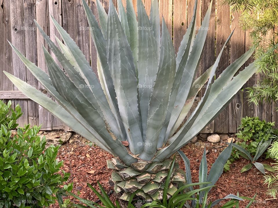 Aloe plant 