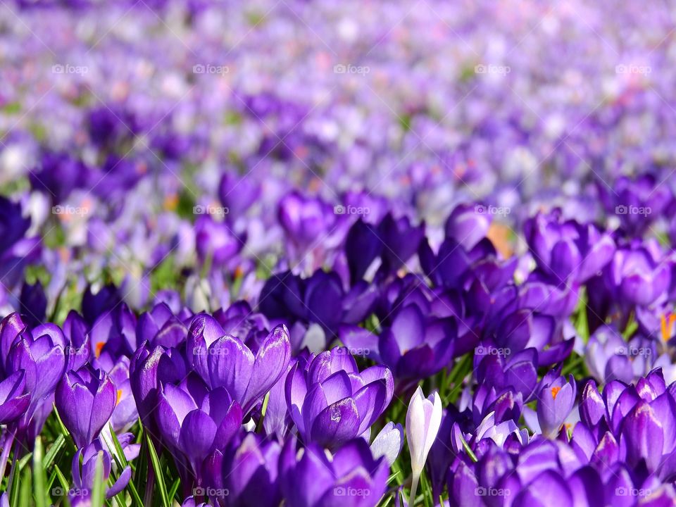 Purple crocus in field