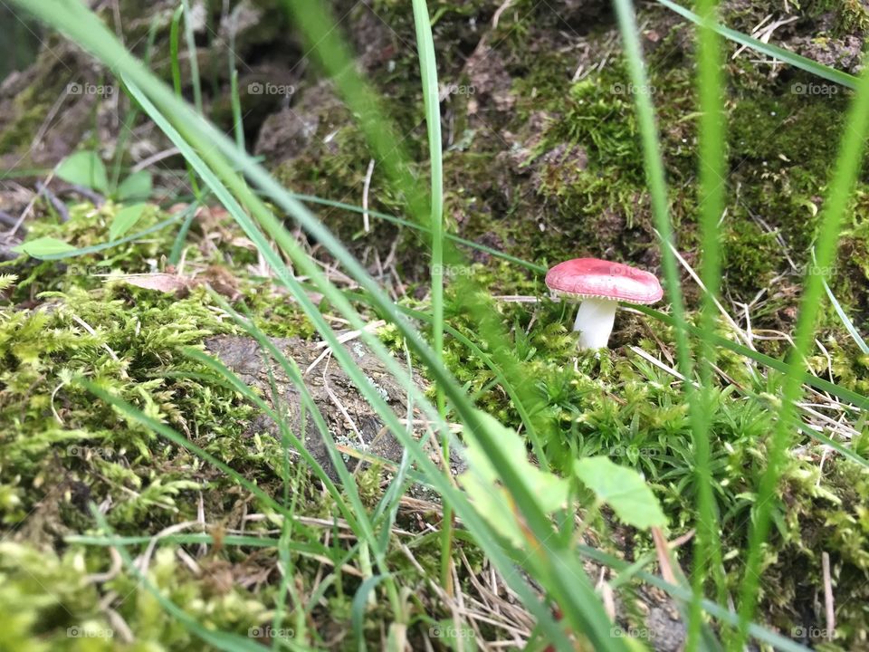 Rainy afternoon reveals toadstools 