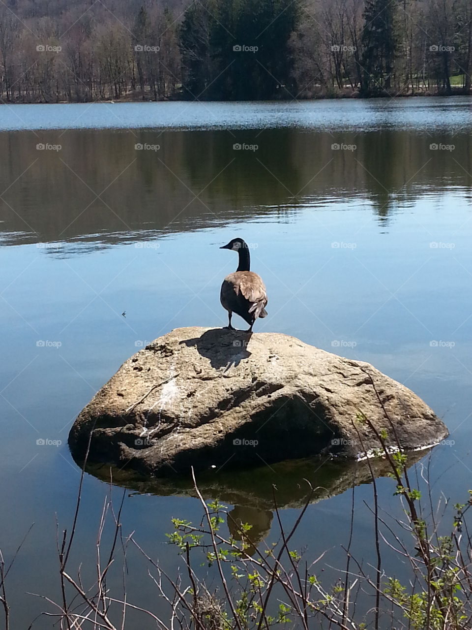 canadian goose at lake