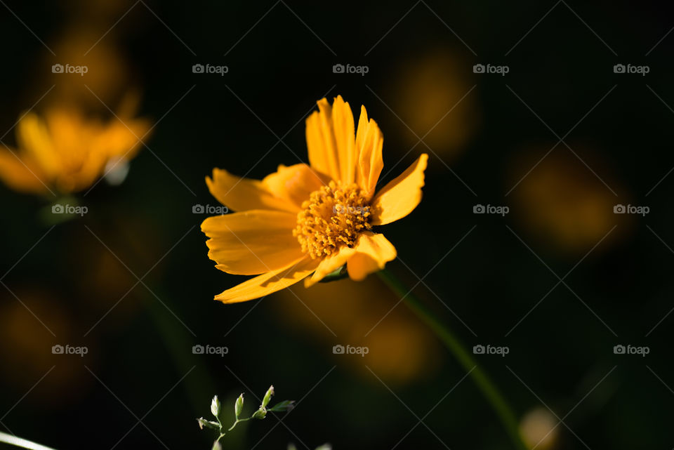 A close up
Of a golden yellow flower