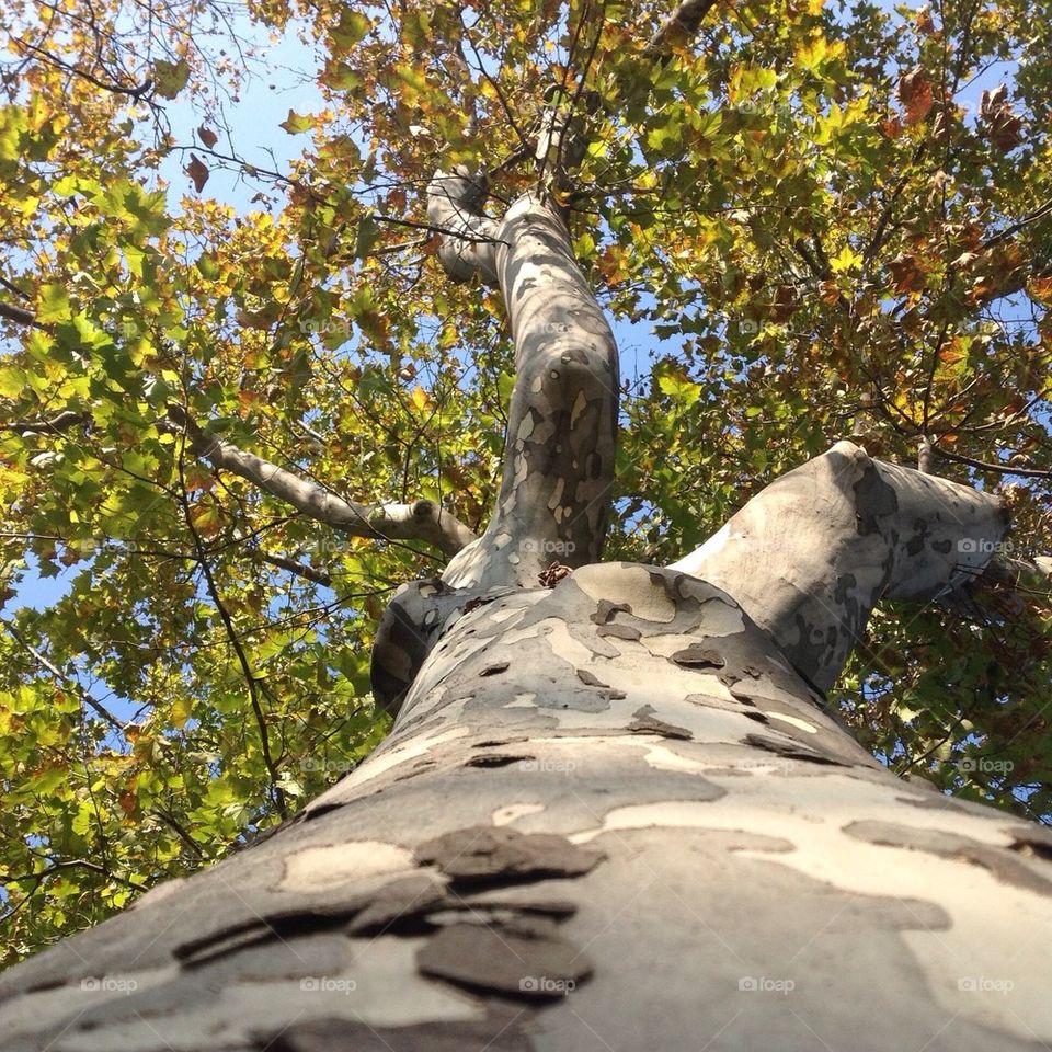 Looking up the tree