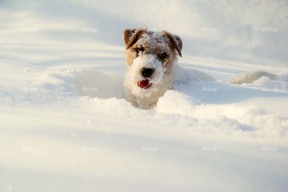 Dog in the snow