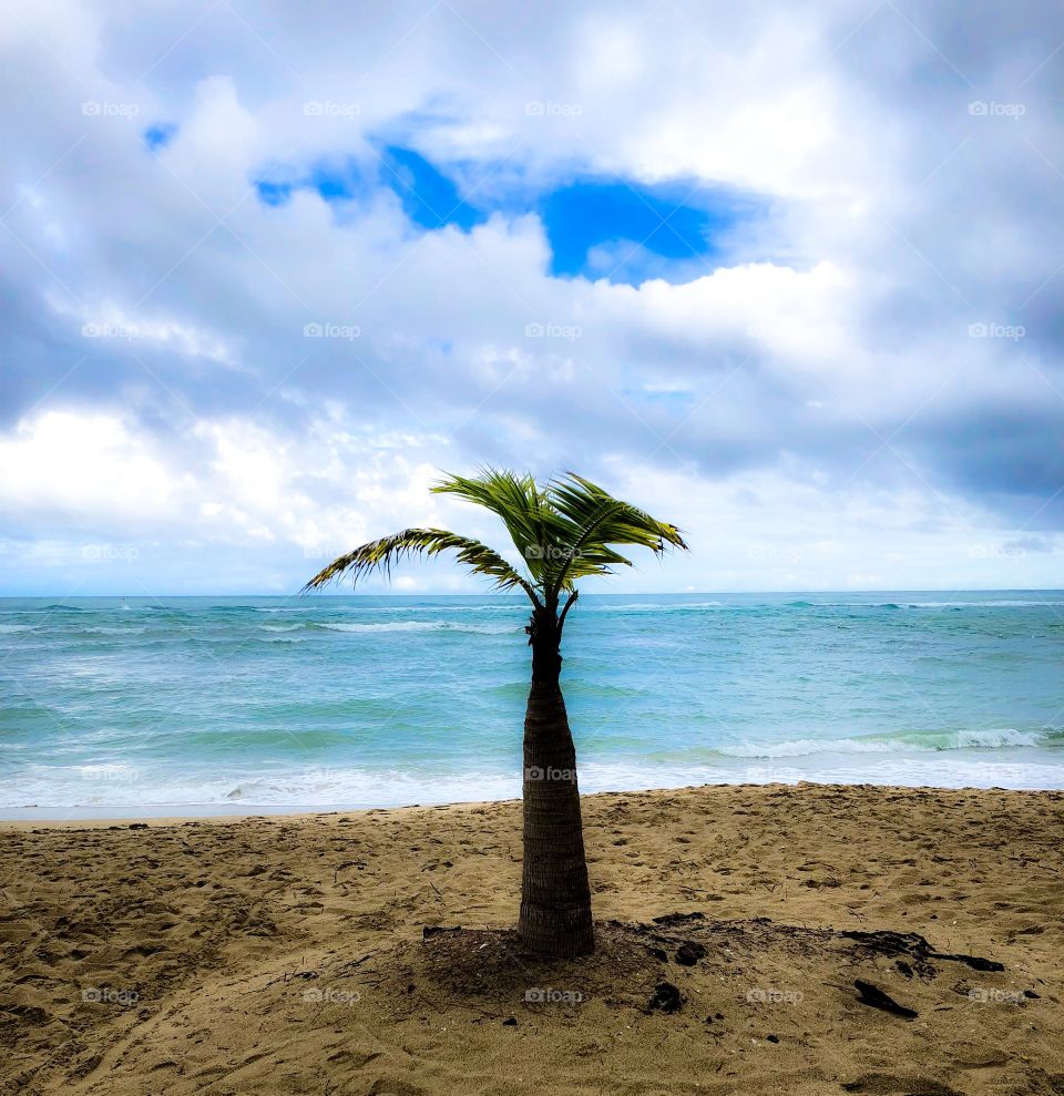 Lonely palm tree