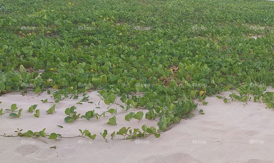 Undergrowth on the beach sand. Vegetacção rasteira na areia da praia.