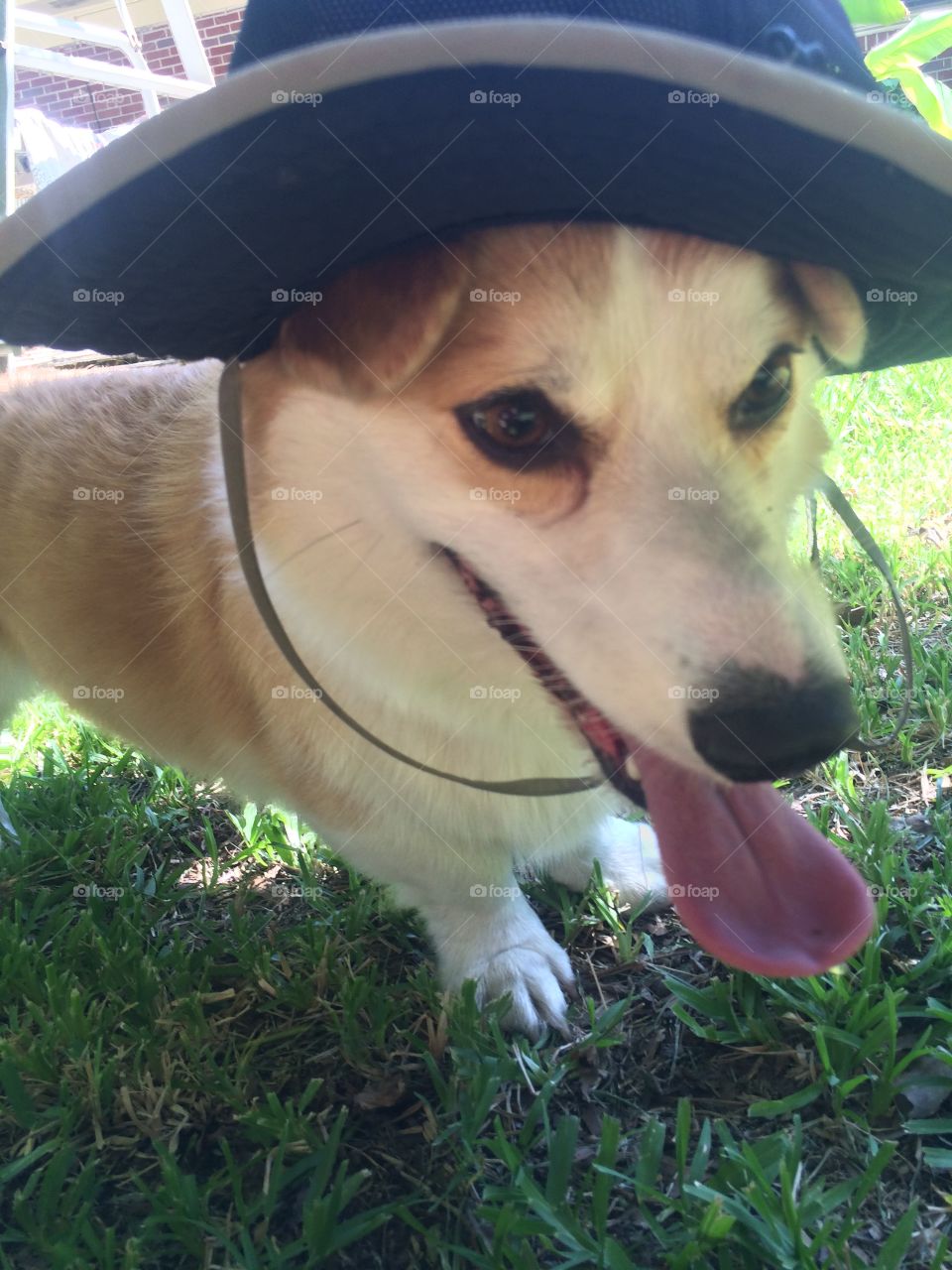 This pup is ready for adventure. This is his adventure hat. 