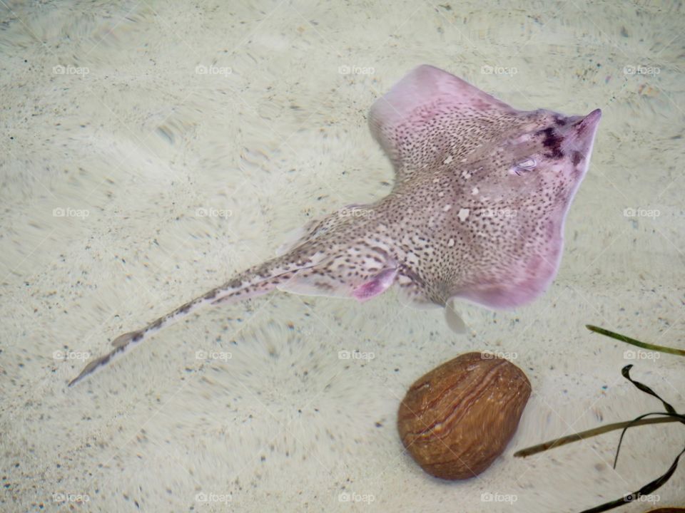 Stingray swimming in tank