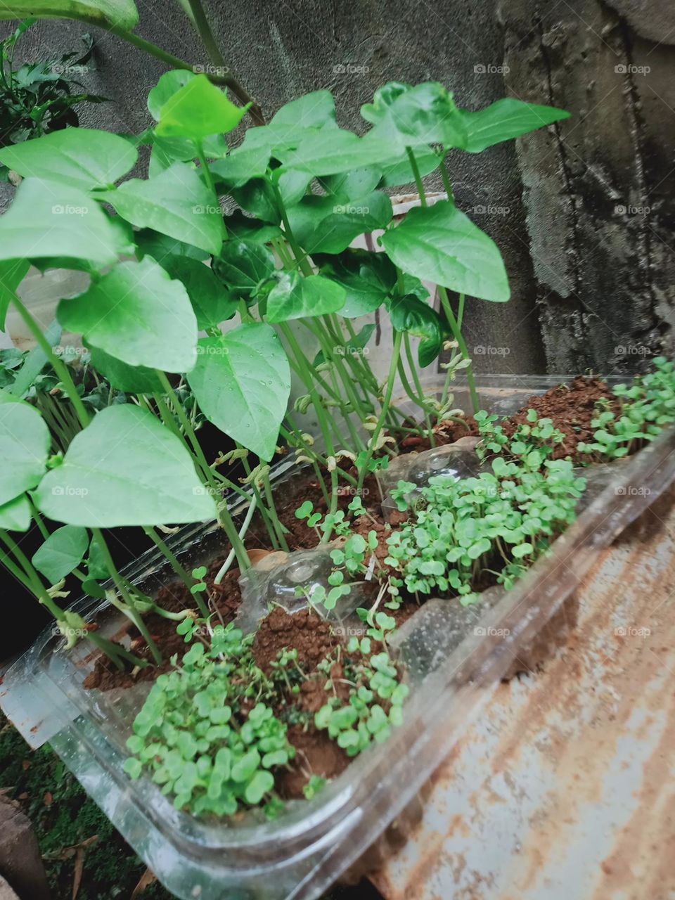 Earth Day is an annual event to demonstrate support for environmental protection and sustainable practices by this we learn to invest in our planet. Sustainable gardening.