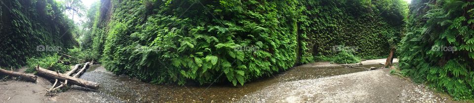 Fern Canyon