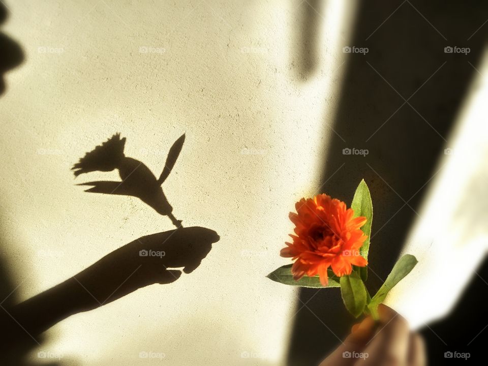 Looking for shadows by Foaр missions,hand holds a flower and its shadow on the wall.