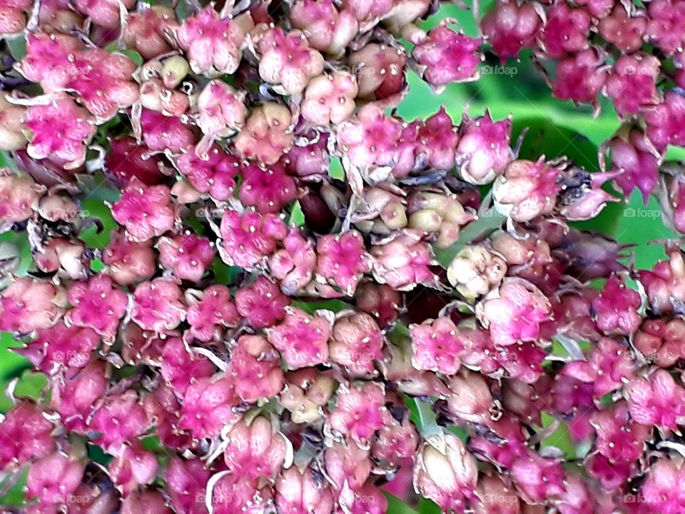 close-up of  numerous pink sedum  flowers