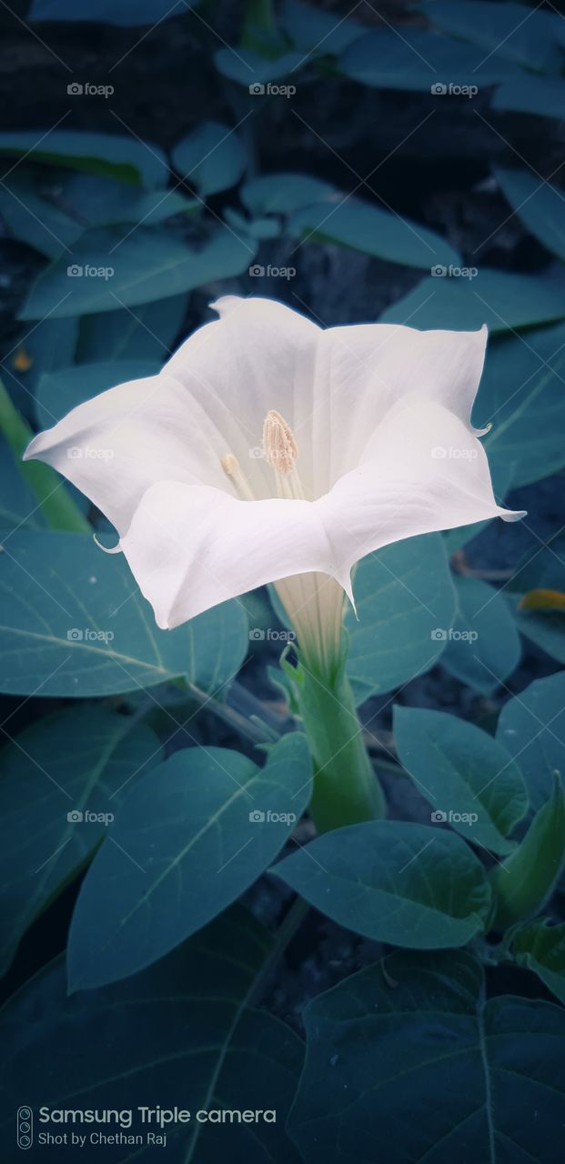 white colour stories