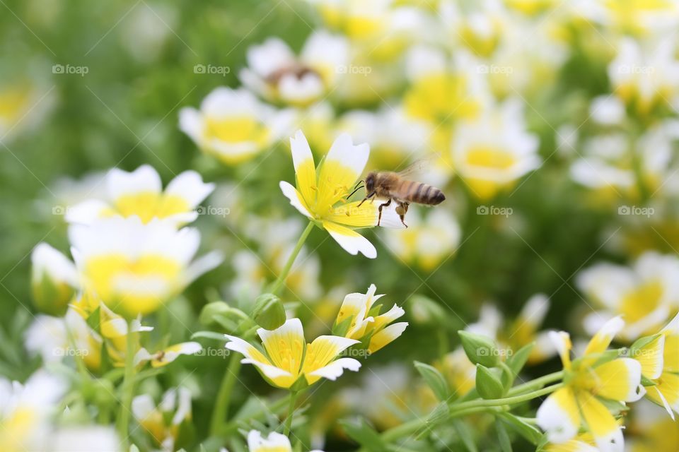 Limnanthes douglasii, 