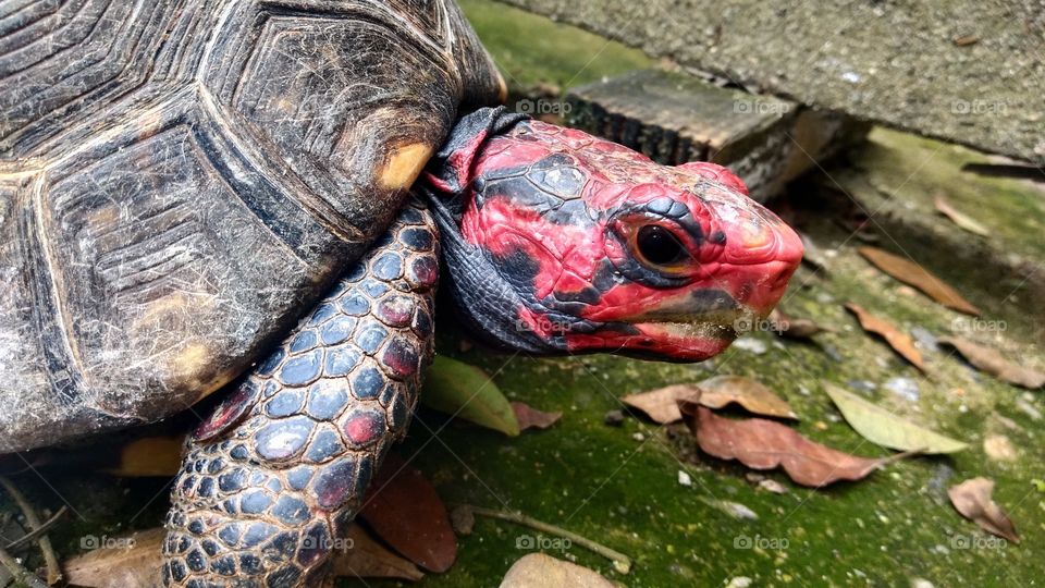 tartaruga