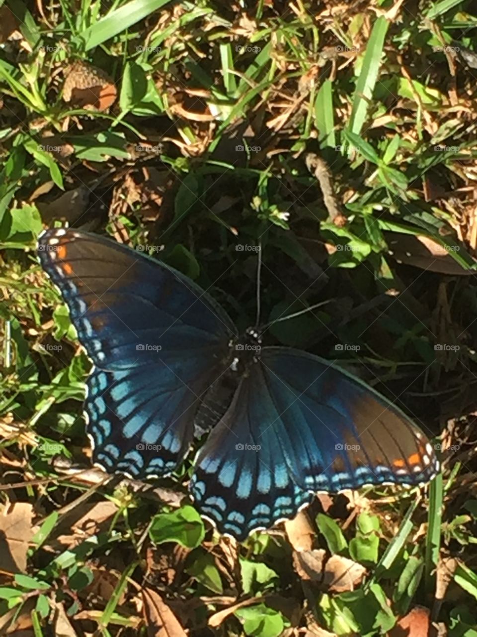 Butterfly on the grass