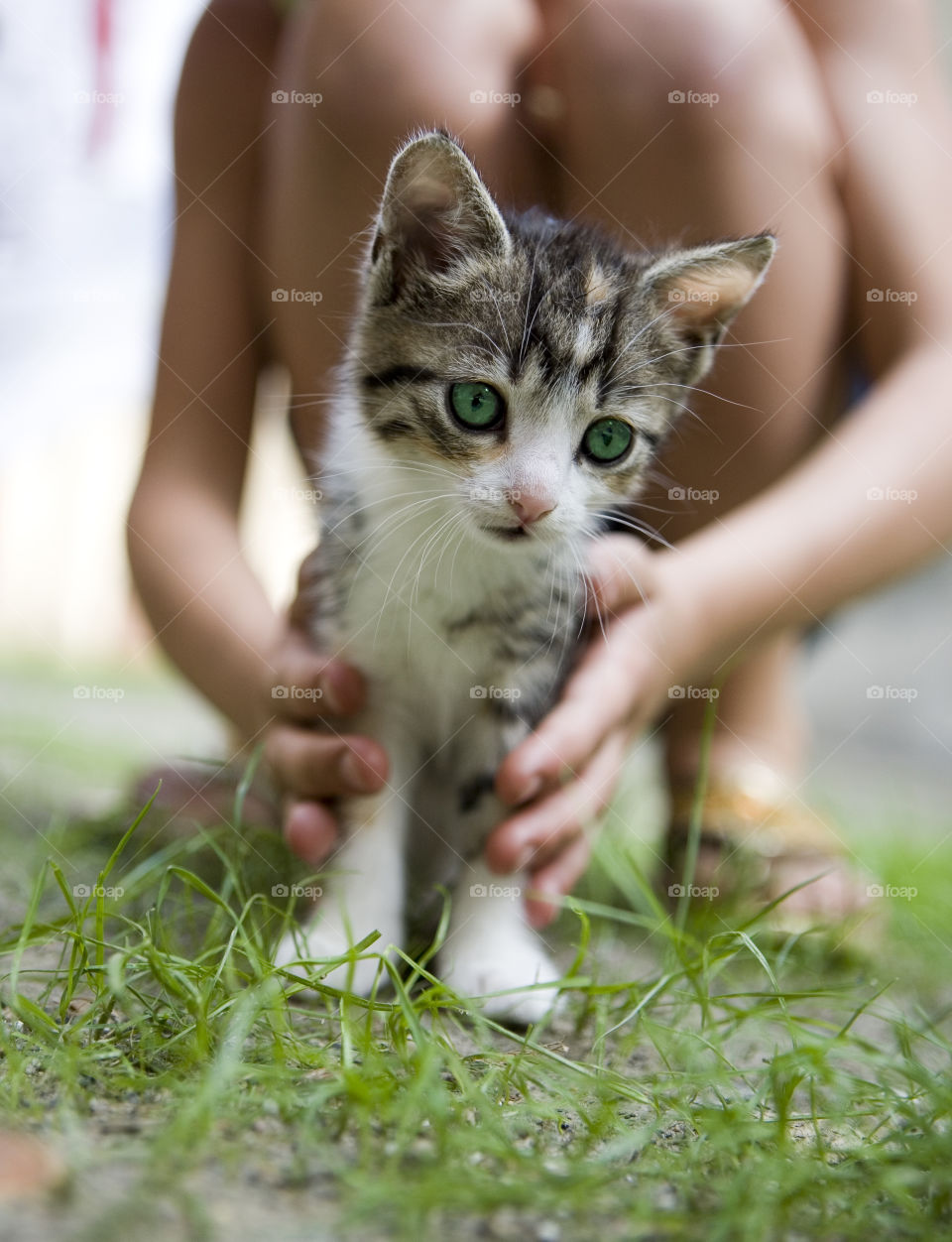 Cute, Nature, Cat, Little, Animal