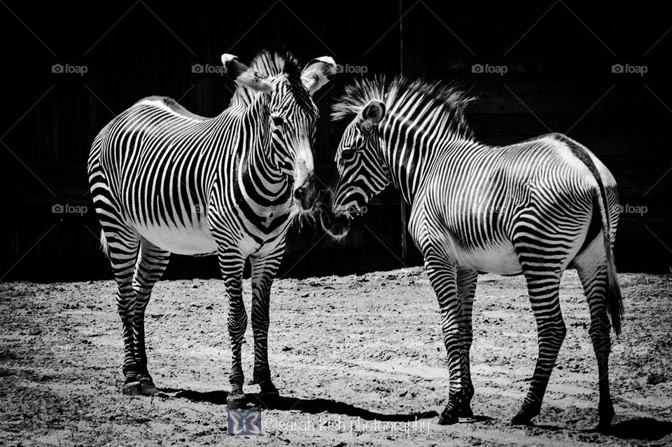 Grevy's Zebras 
