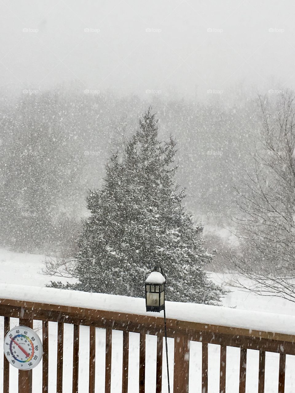 Cedar tree in the blizzard 