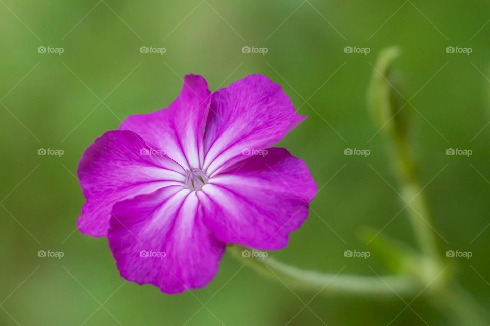 Beautiful purple flower
