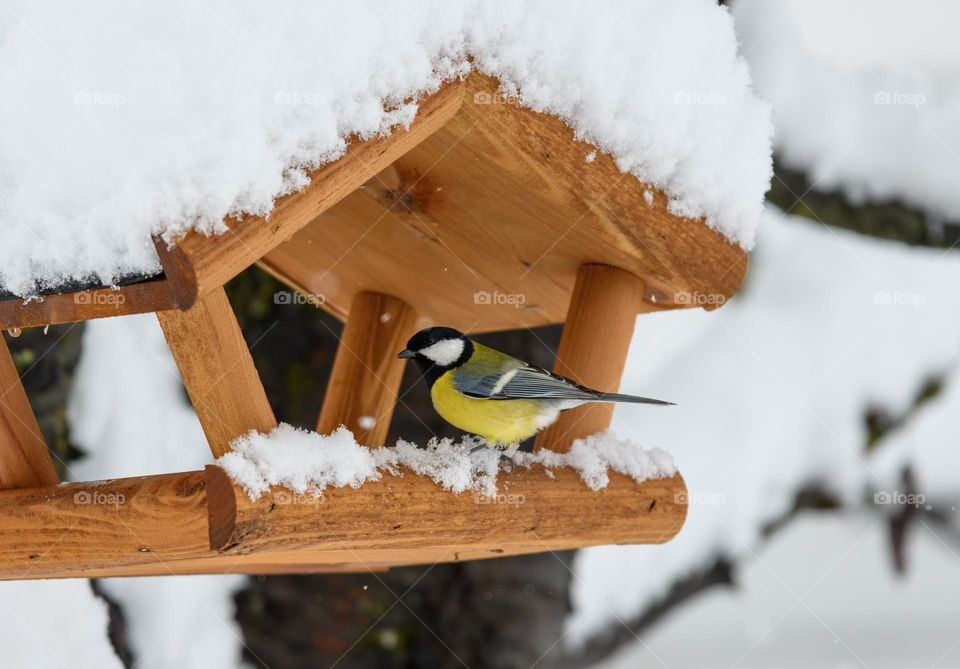 Beautiful songbird the Great tit looking for food in birdhouse covered with snow on a cold winter day