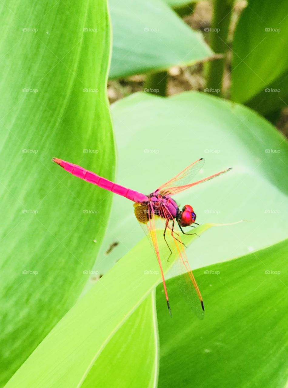 Pin colour resting dragonfly