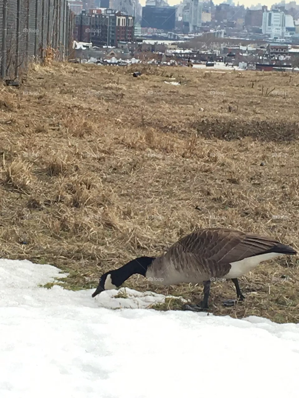 Canada goose in snowy field 