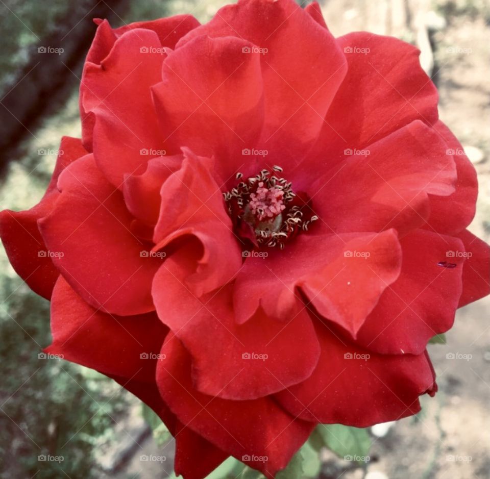 🌹 🇺🇸 Very beautiful flowers to brighten our day.  Live nature and its beauty. Did you like the delicate petals? / 🇧🇷 Flores muito bonitas para alegrar nosso dia. Viva a natureza e sua beleza. Gostaram das pétalas delicadas? 