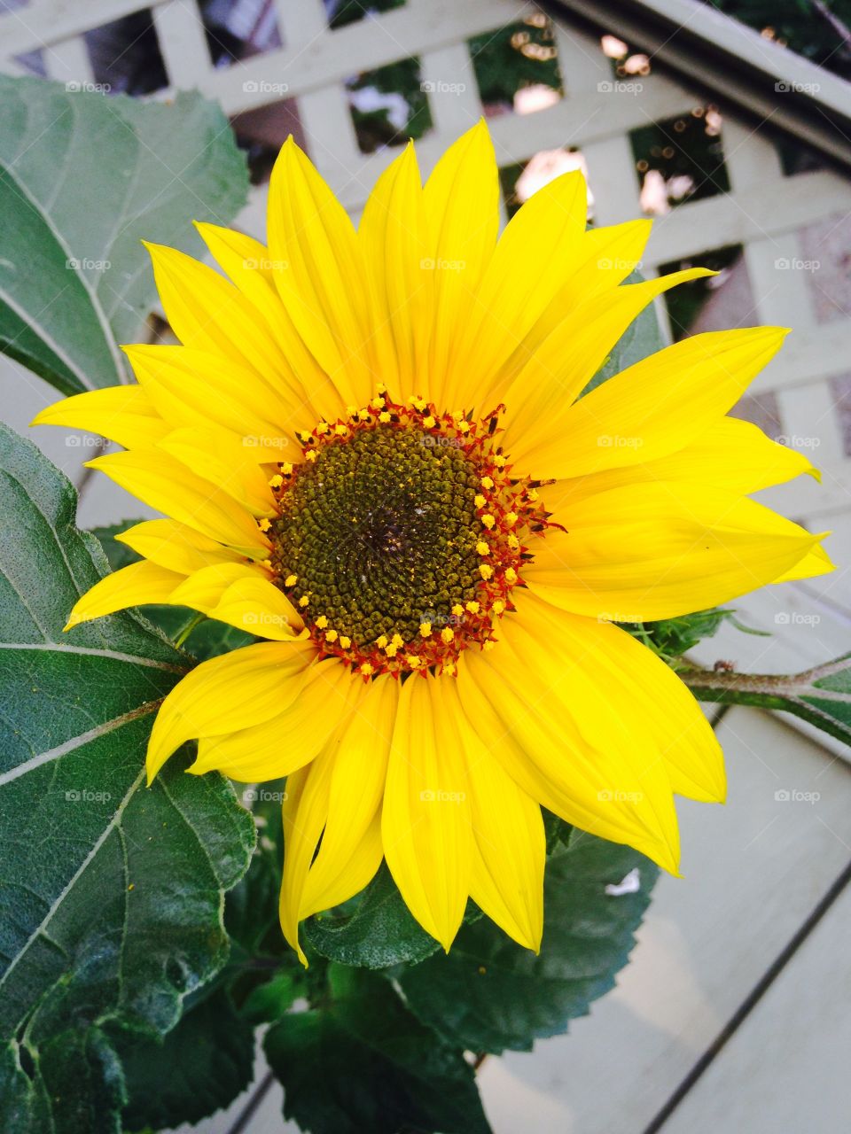 Sunflower in bloom