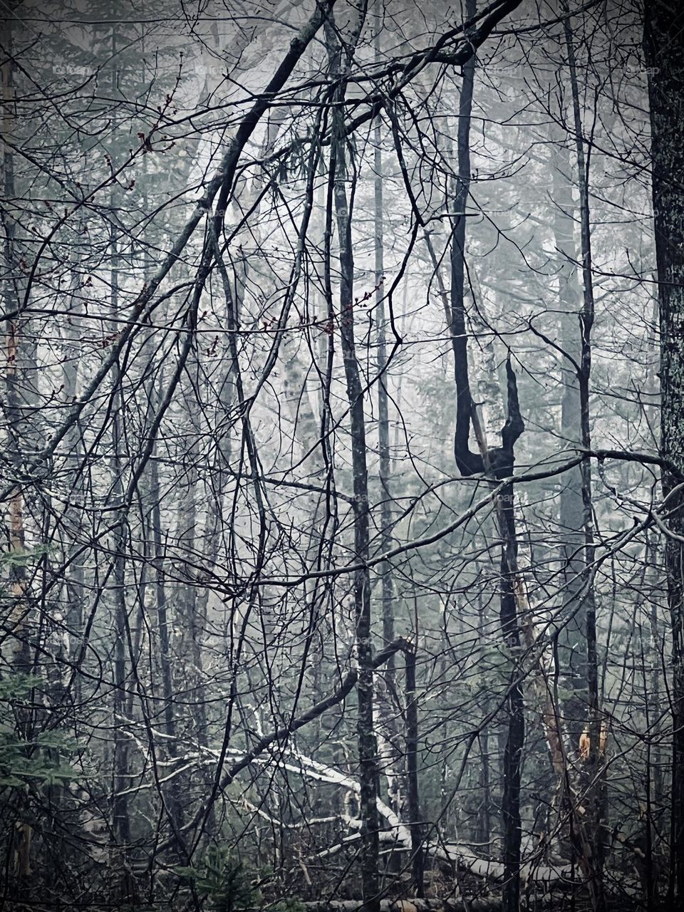 A broken tree in a forest on a foggy day
