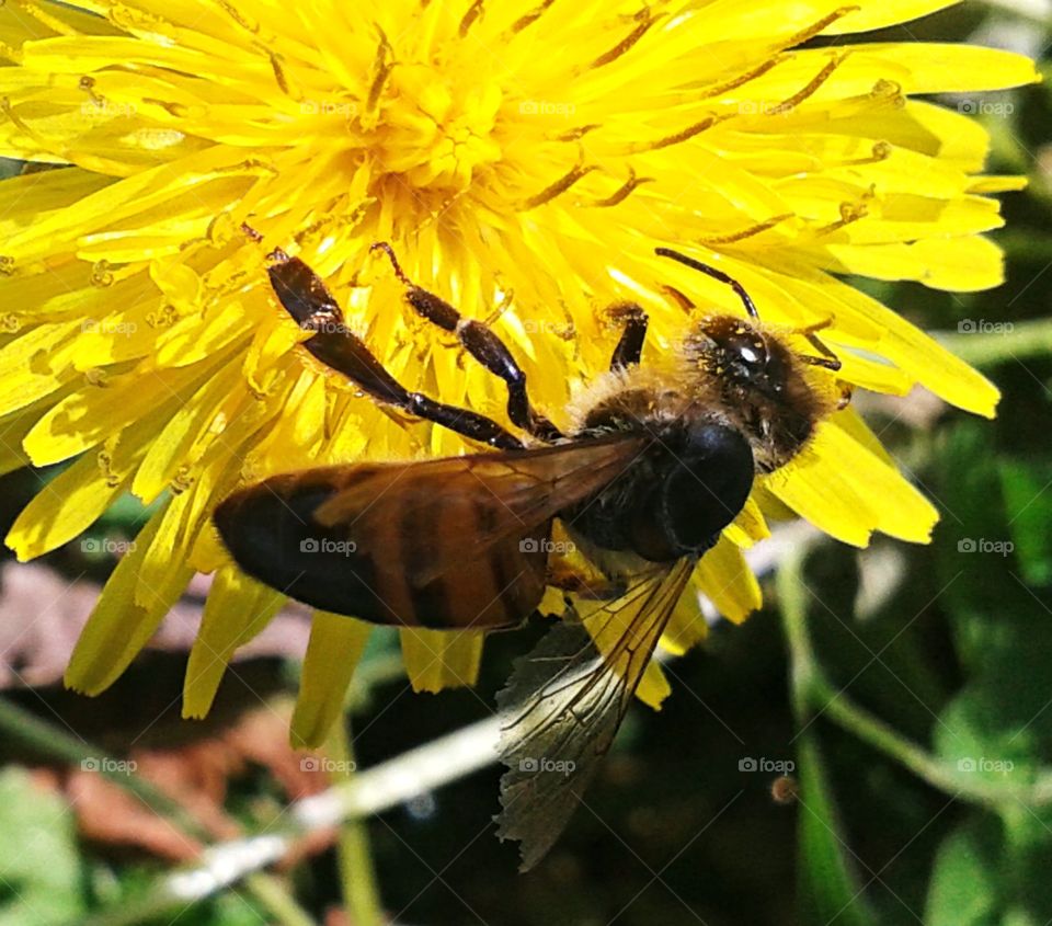 honeybee on a dandelion.