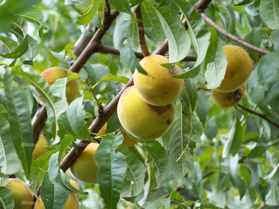 Peaches on a tree