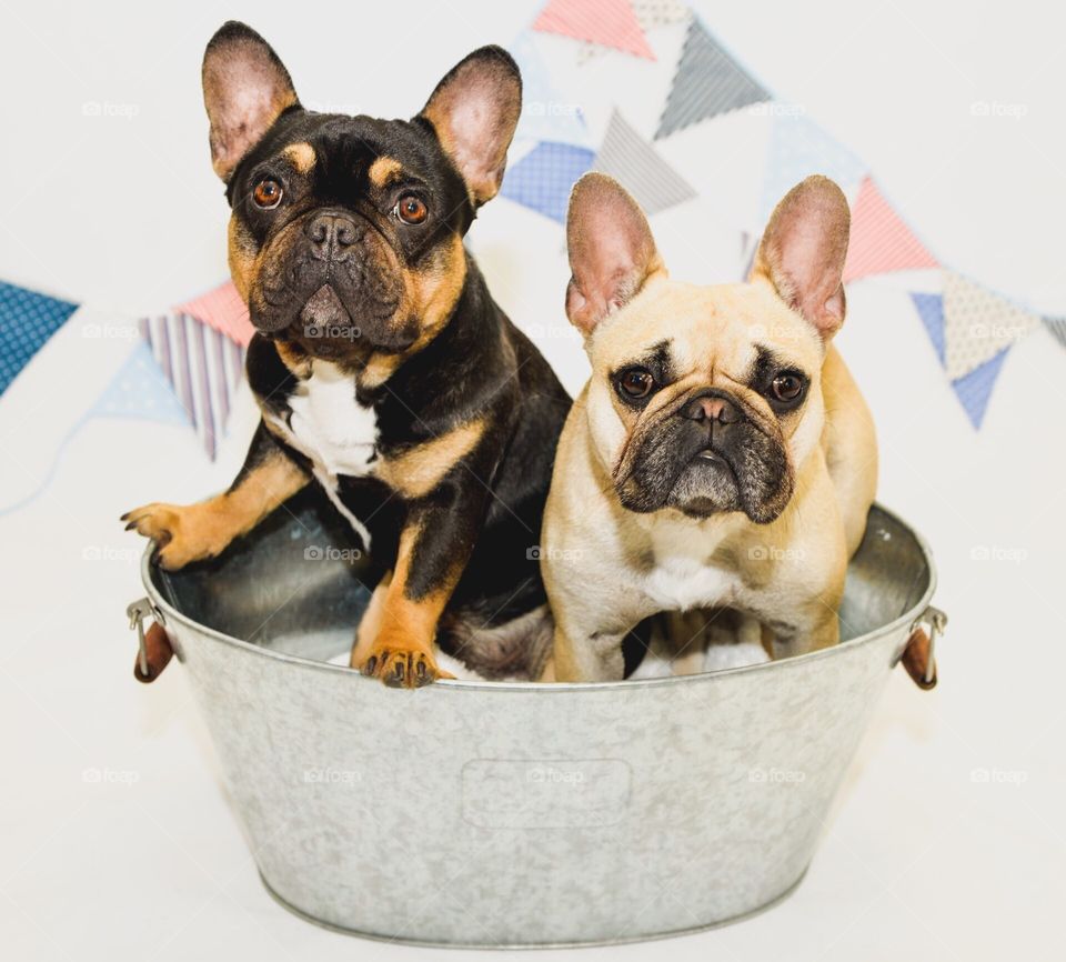 2 dogs in a tin bath