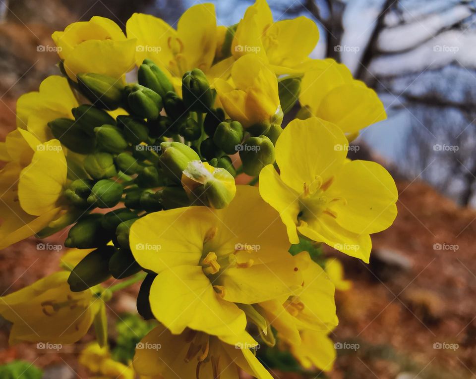 flower blooms potrait