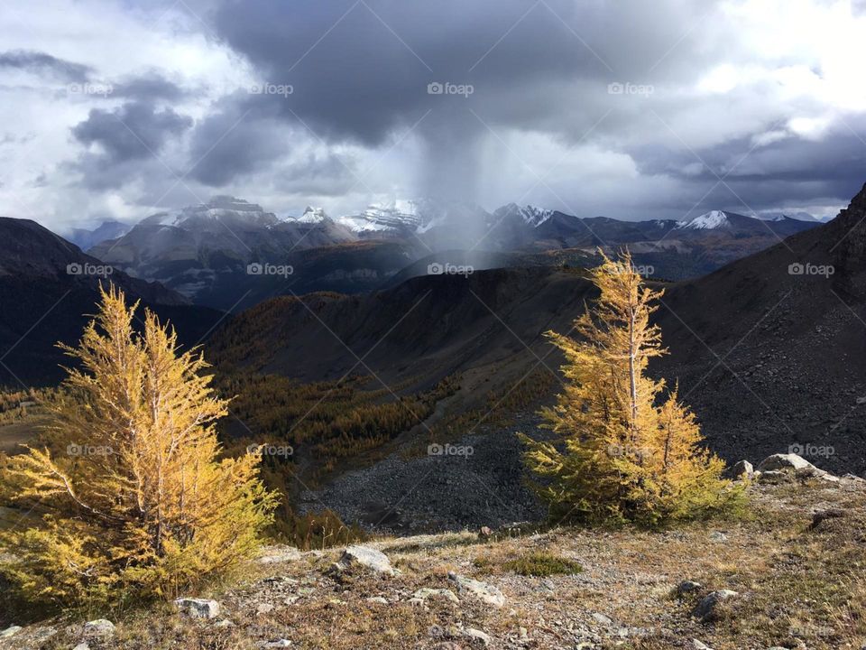 Golden larch trees against the dark sky of a rain storm in the mountains.