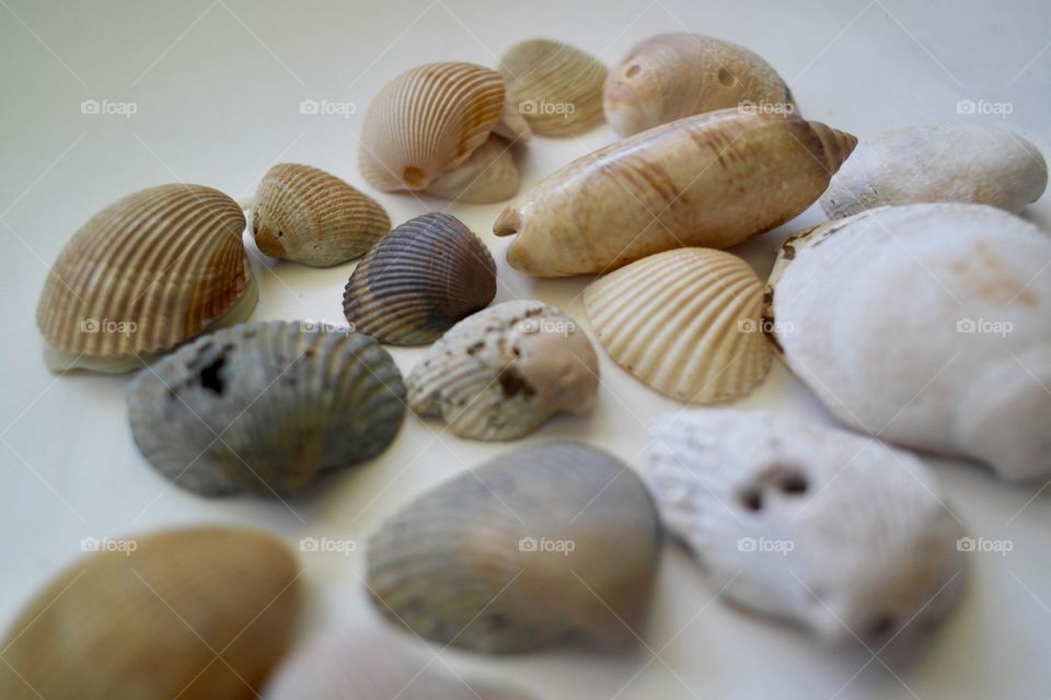 Seashells 