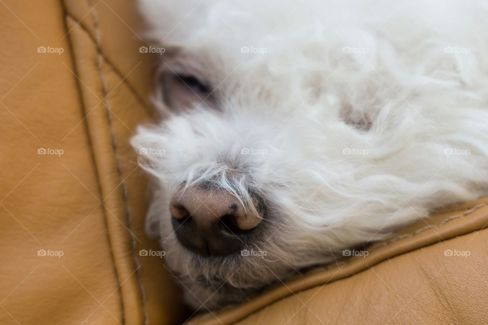 cute Bichon dog. Slovakia