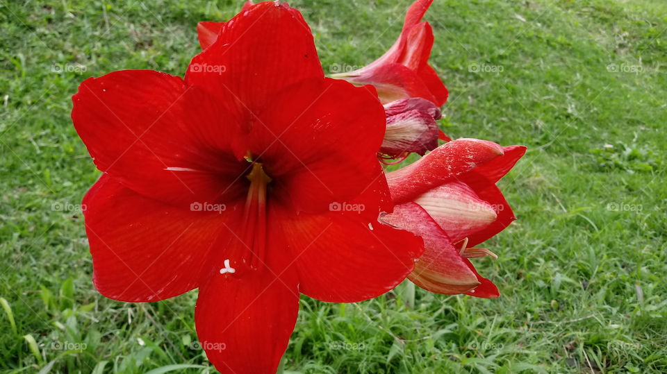 זמן טבעי, זמן פריחה, עולם הצומח, פרחים, גן, Hippeastrum papilio (Ravenna).