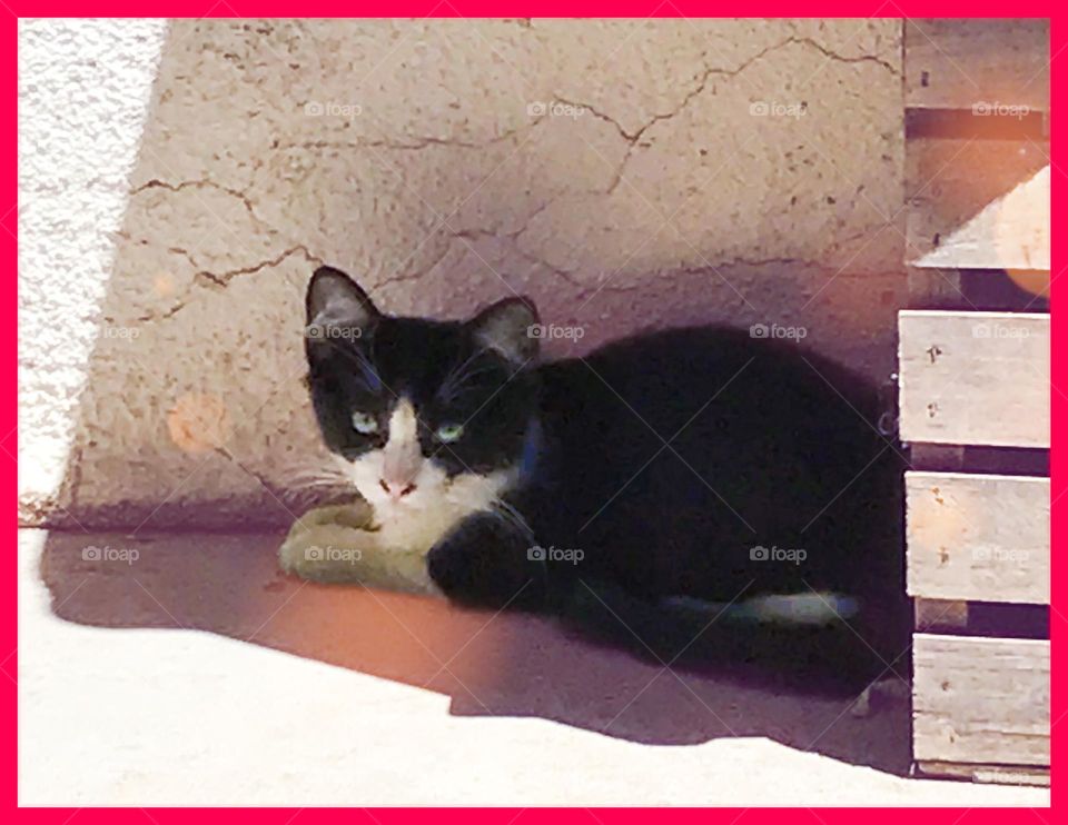 A very adorable, fun kitten staying cool under the cover of shade on a hot summer afternoon.