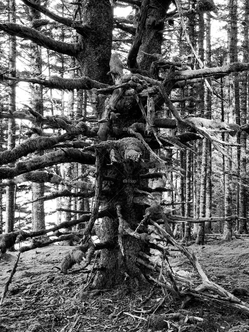 Nature's forest (B&W). Nature's forest (B&W)