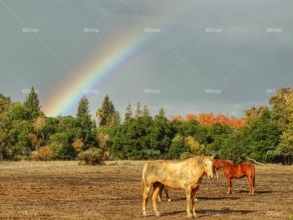 Horses In The Golden Hour. Horses With Rainbow Before Sundown
