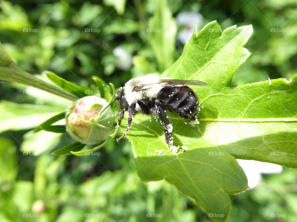 Bumblebee at Waldameer Park