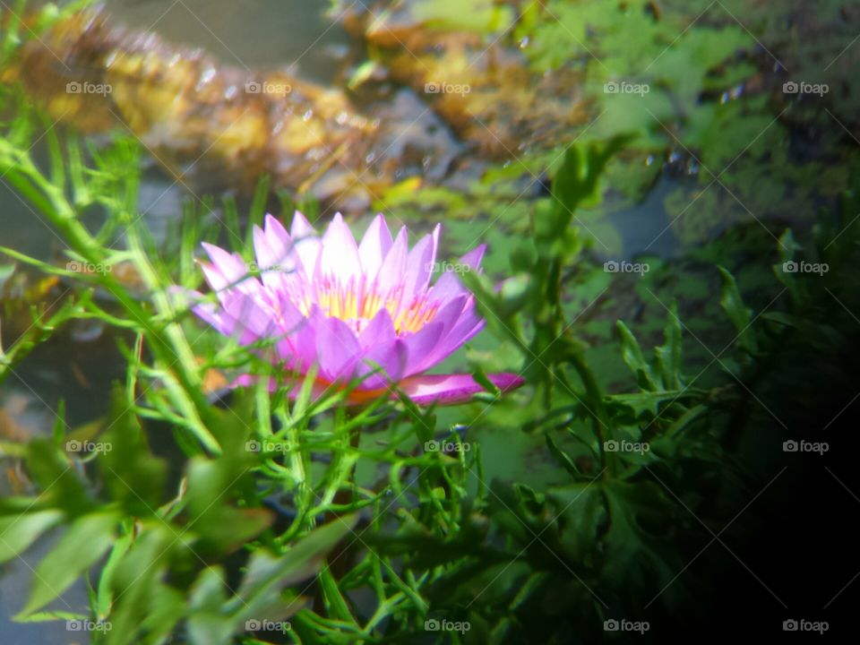 Water Lilly