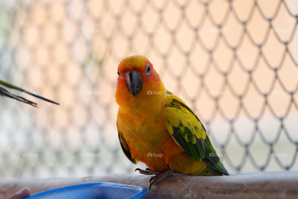 Bird, No Person, Parrot, Tropical, Wildlife