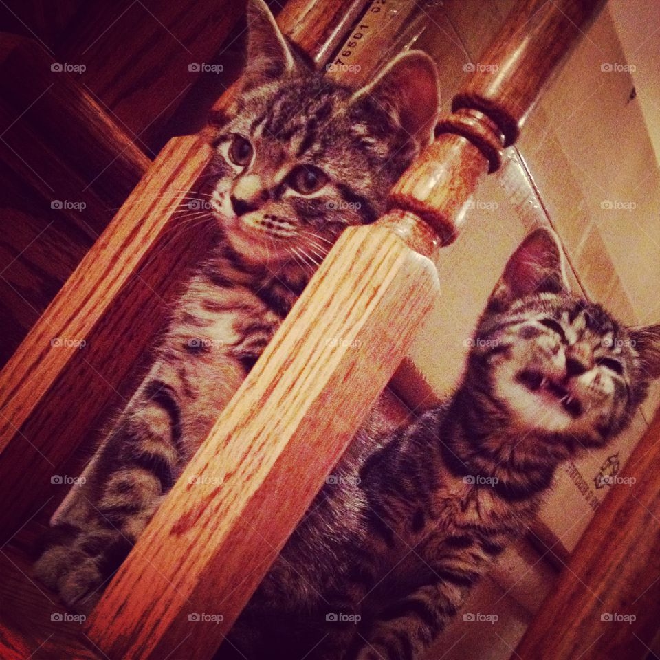 Foster kitten sisters