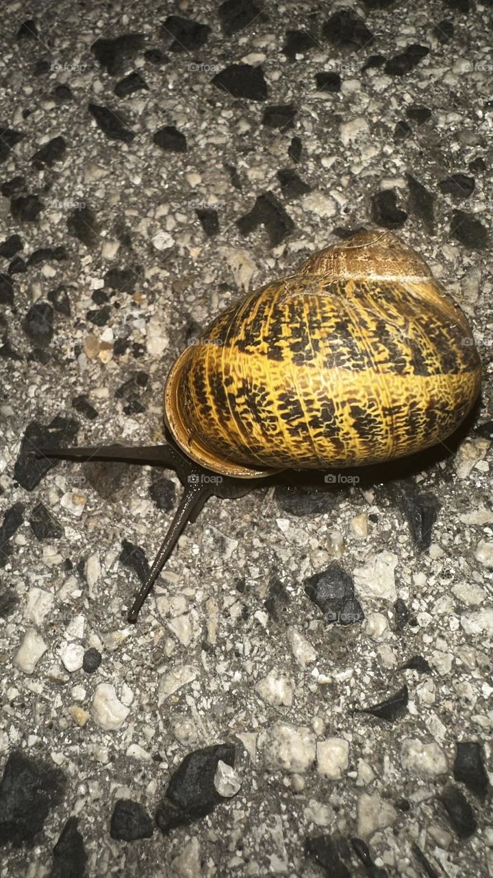 Night snail