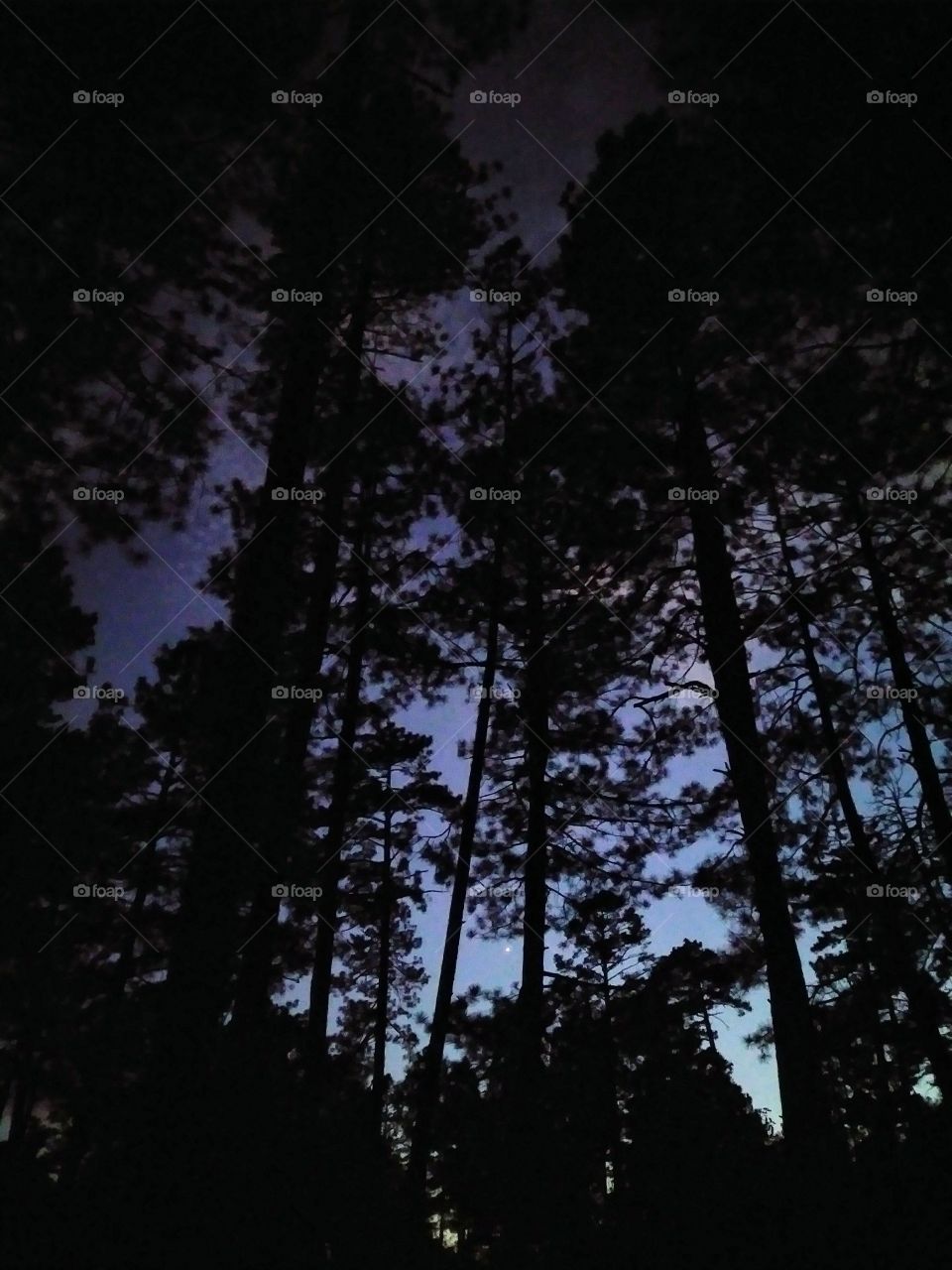 the evening star peeks through mountain pine trees at dusk