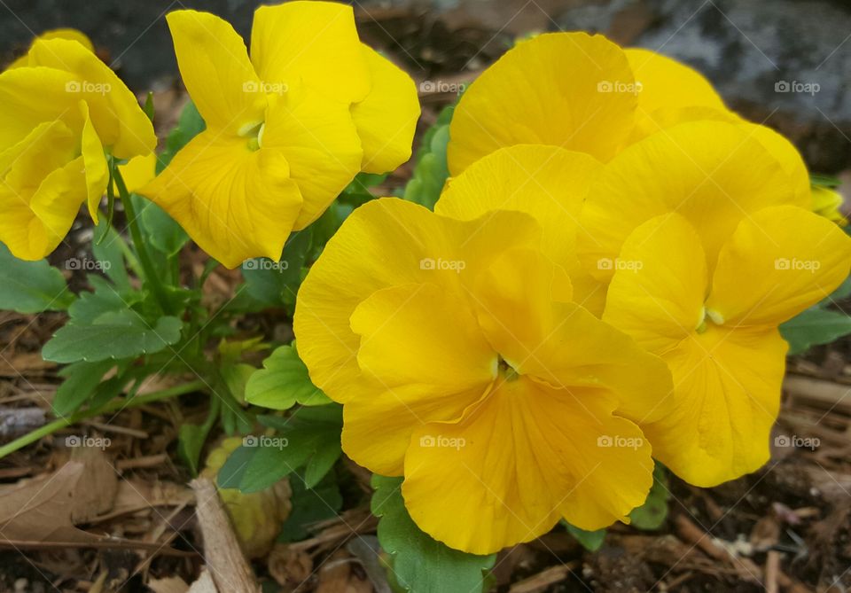 yellow pansie flowers in spring