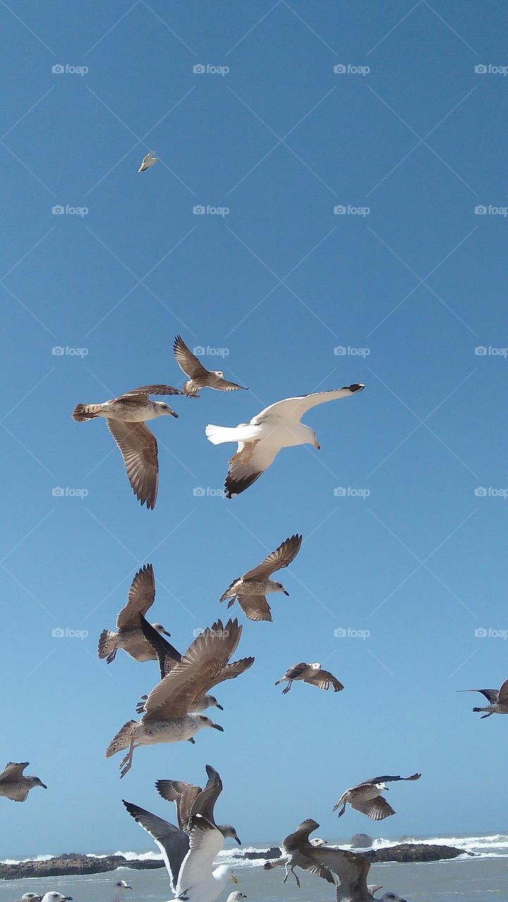 flock of seagulls flying in the sky.